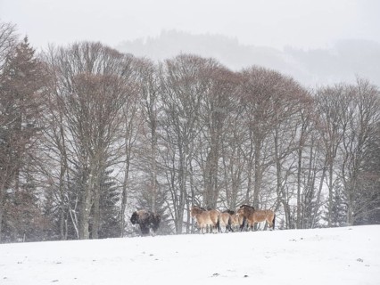 American bisons (Bos bison) and przewalski's horses (Equus przewalskii) during snowfall in winter