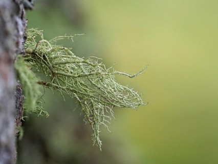 Lichens on a european larch (Larix decidua)