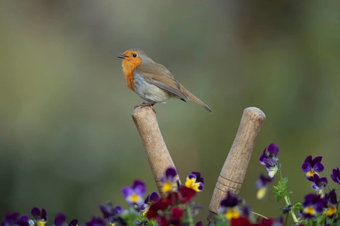 European robin (Erithacus rubecula) adult bird singing on a garden shears handle