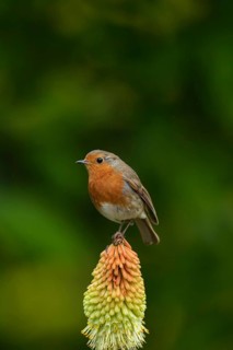 European robin (Erithacus rubecula) adult bird sitting on a Red hot poker flower