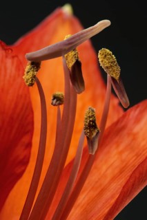 Red amaryllis