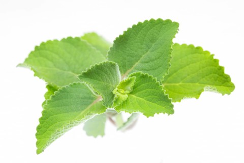 Panikoorka (Plectranthus Amboinicus) plant isolated on white background