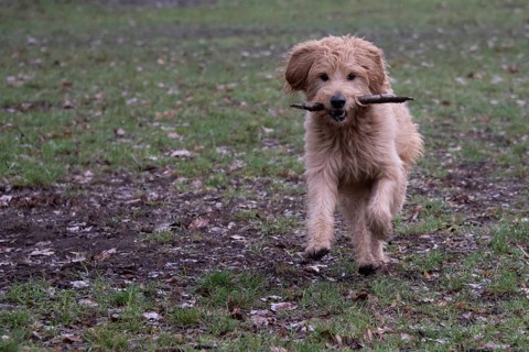 Dog with stick