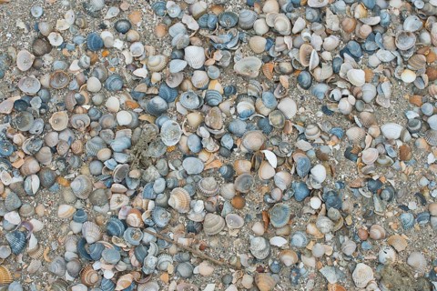 Mussel shells