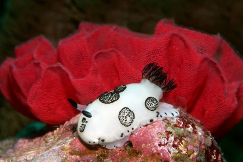 Hind gill snail