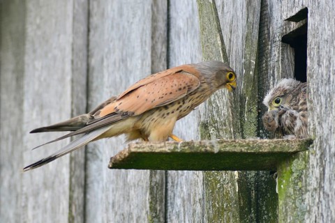 Common kestrel (Falco tinnunculus)