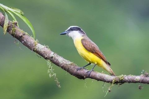 Great kiskadee (Pitangus sulphuratus) sitting on branch