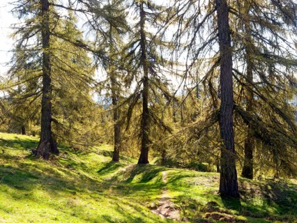 Larch meadows on the Salten