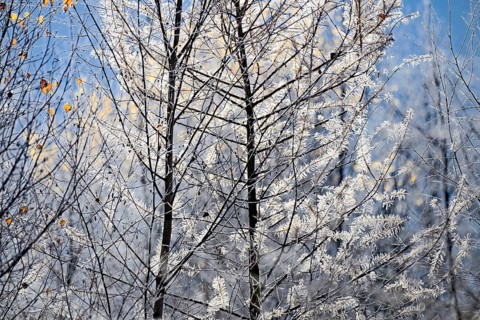 European larch (Larix decidua)