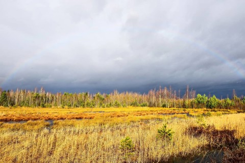 Autumn storm with rainbow in moor landscape