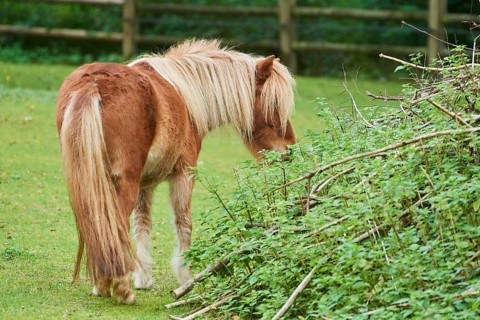 Shetland pony on a meadow