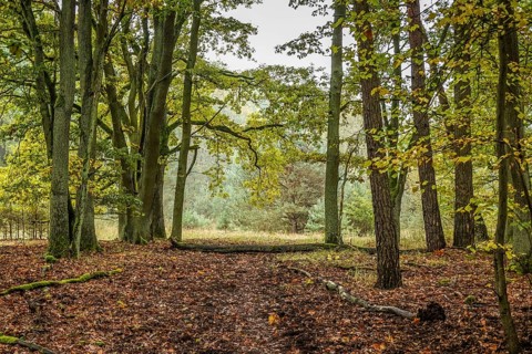 Forest track