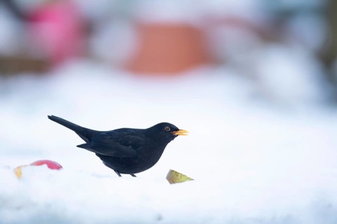 European blackbird (Turdus merula) adult male bird feeding on a pear on a snow covered garden lawn