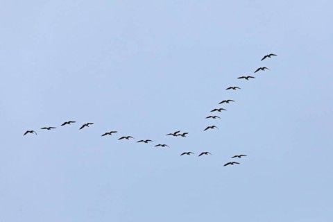 Flock of wild geese