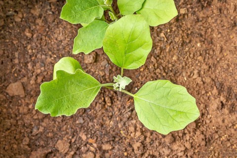 Brinjal eggplant (Solanum melongena) plants growing in grow bag