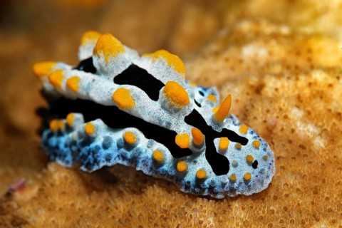 Varicose wart slug (Phyllidia varicosa)