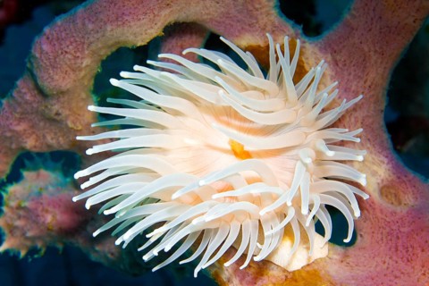 White gorgonian wrapper (Nemanthus annamensis)