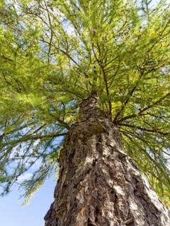 European larch (Larix decidua)