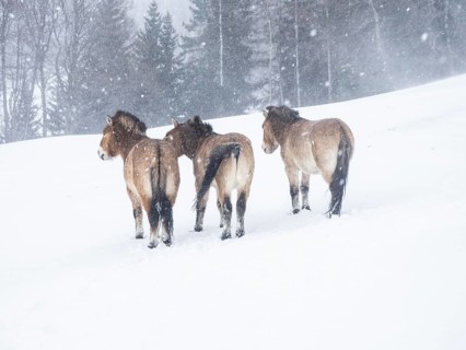 Przewalski's horses (Equus przewalskii) during snowfall in winter