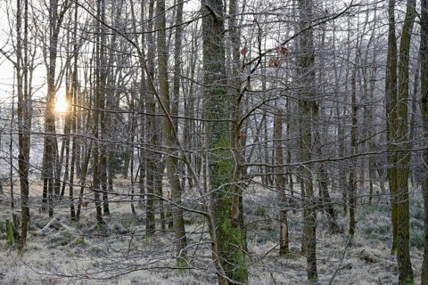 Alders (Alnus) with hoarfrost at sunrise