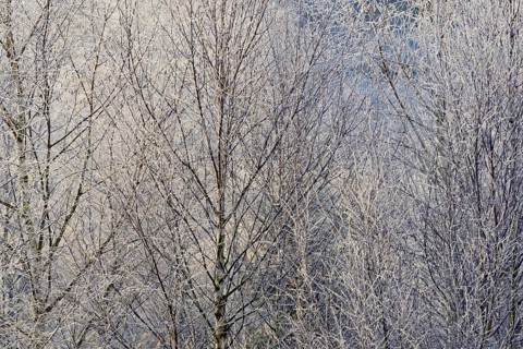 Birches (Betula)