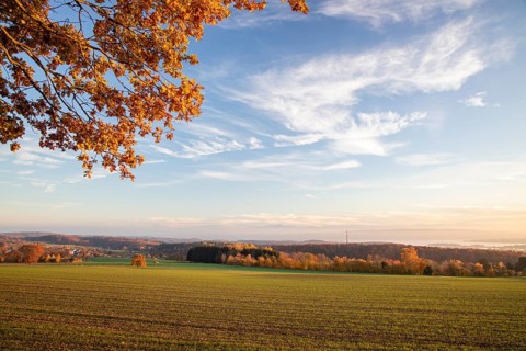 Colourful autumn colours in the forest near Liggeringen
