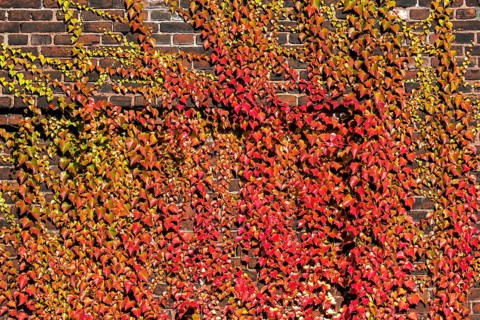Wild vine (Parthenocissus tricuspidata)
