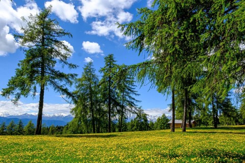 Larch meadows