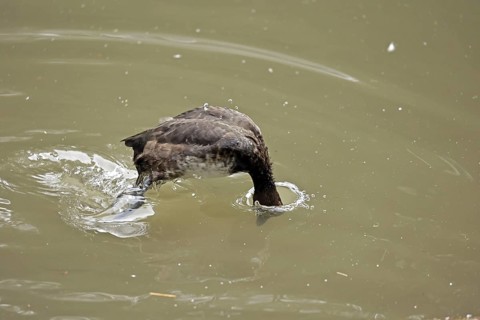 Tufted duck