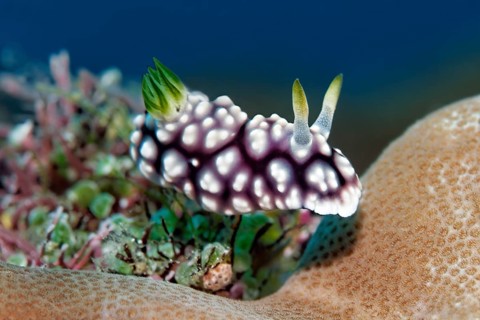 Magnificent star snail (Chromodoris geometrica)