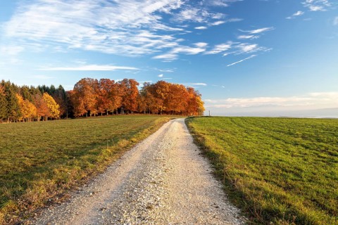 Colourful autumn colours in the forest near Liggeringen