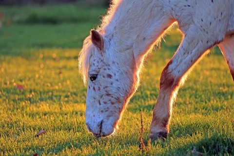 Horse (Equus)