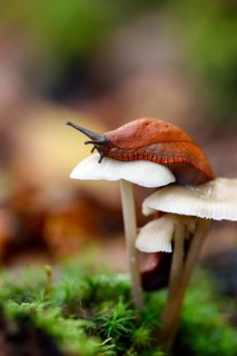 Red slug (Arion rufus)