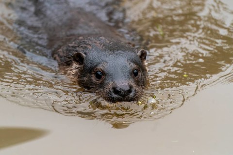Young european otter (Lutra lutra)