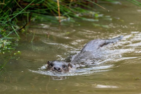 Young european otter (Lutra lutra)