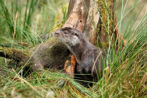 Young european otter (Lutra lutra)