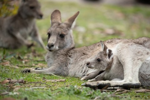 Eastern grey kangaroo (Macropus giganteus) adult female with a juvenile baby joey in it's pouch