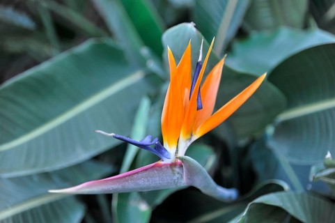 Strelitzia (Strelitzia reginae) or strelitzia