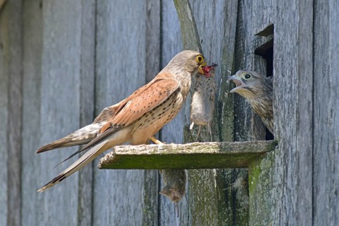 Common kestrel (Falco tinnunculus)