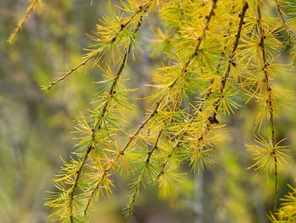 European larch (Larix decidua)
