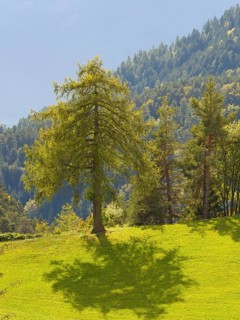 Larch meadows on the Salten