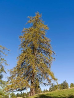 Larch meadows on the Salten