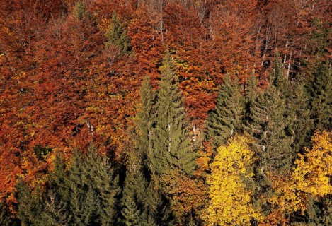 Drone image