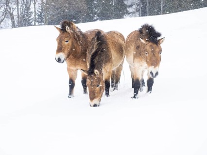 Przewalski's horses (Equus przewalskii) during snowfall in winter