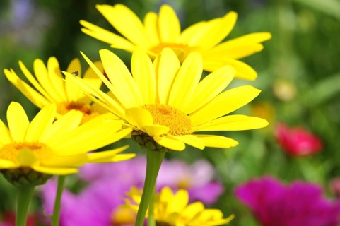 Golden daisy (Euryops)