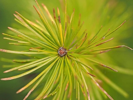 Needles of the european larch (Larix decidua)