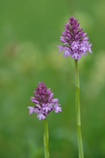 Pyramidal lace orchis (Anacamptis pyramidalis)