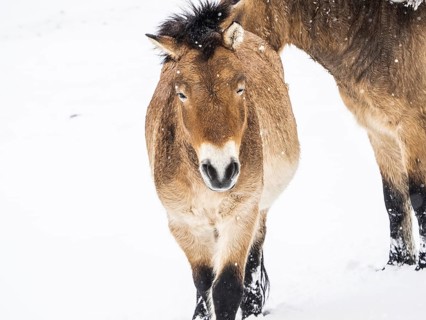 Przewalski's horses (Equus przewalskii) during snowfall in winter