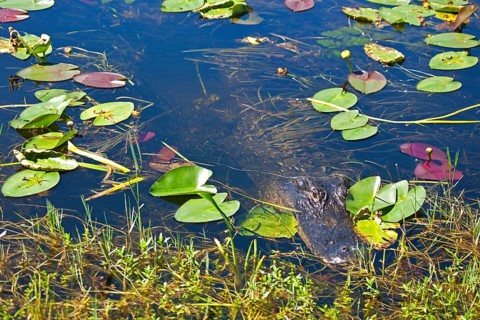 Alligator in swampland
