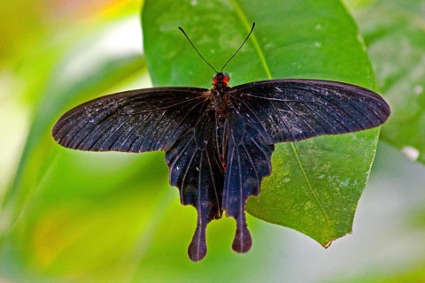 Butterfly Museum